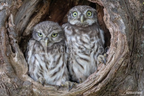 Picture of Steinkauz Athene noctua
